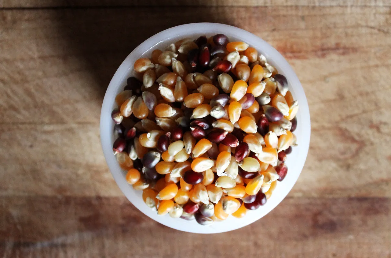 50 lbs Bulk Ancient Grain Organic Popcorn Kernels (Product of Canada)