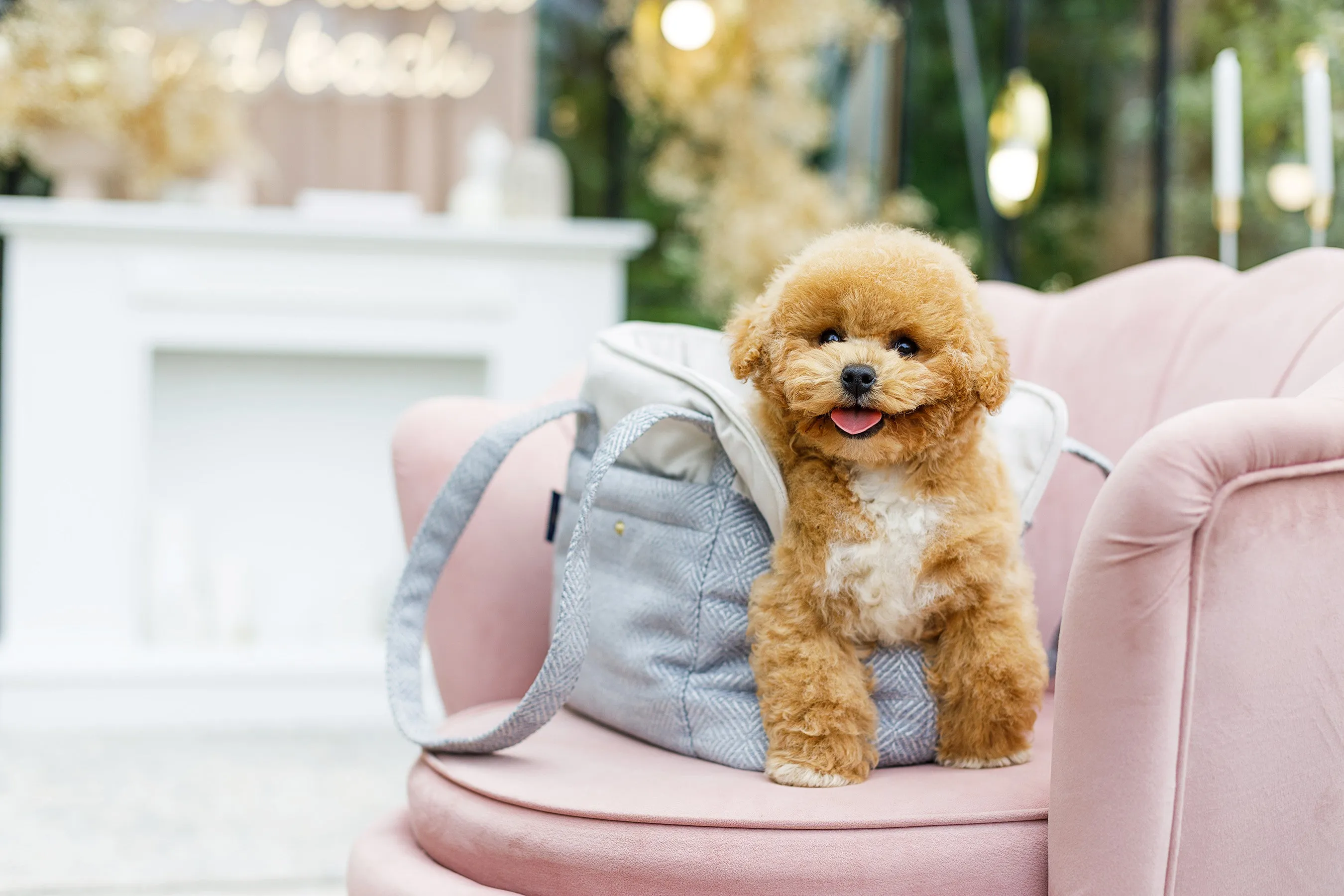 Oh Charlie Pet Carrier Florence