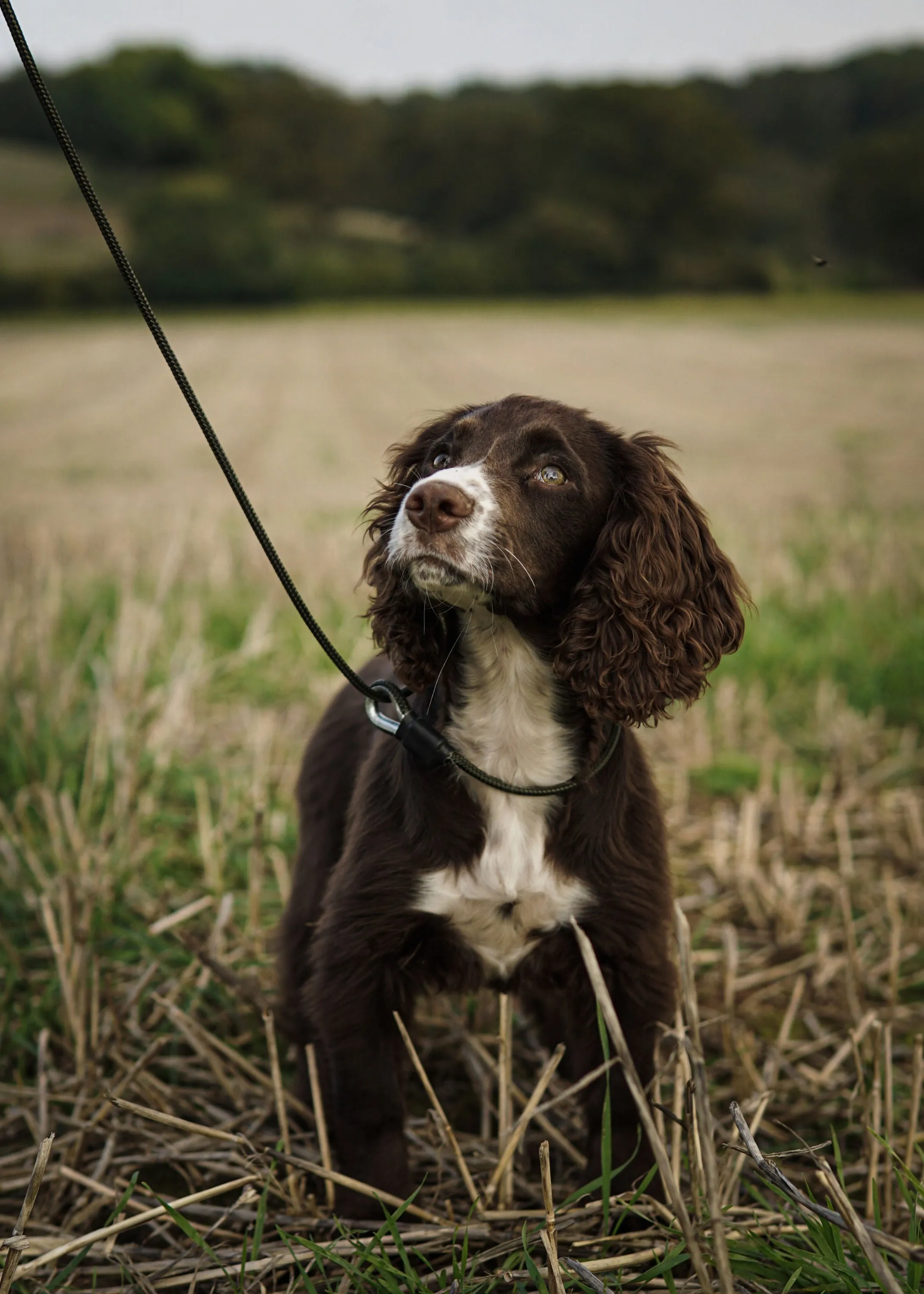 SPORTING SAINT Field Trial Pro Slip Lead